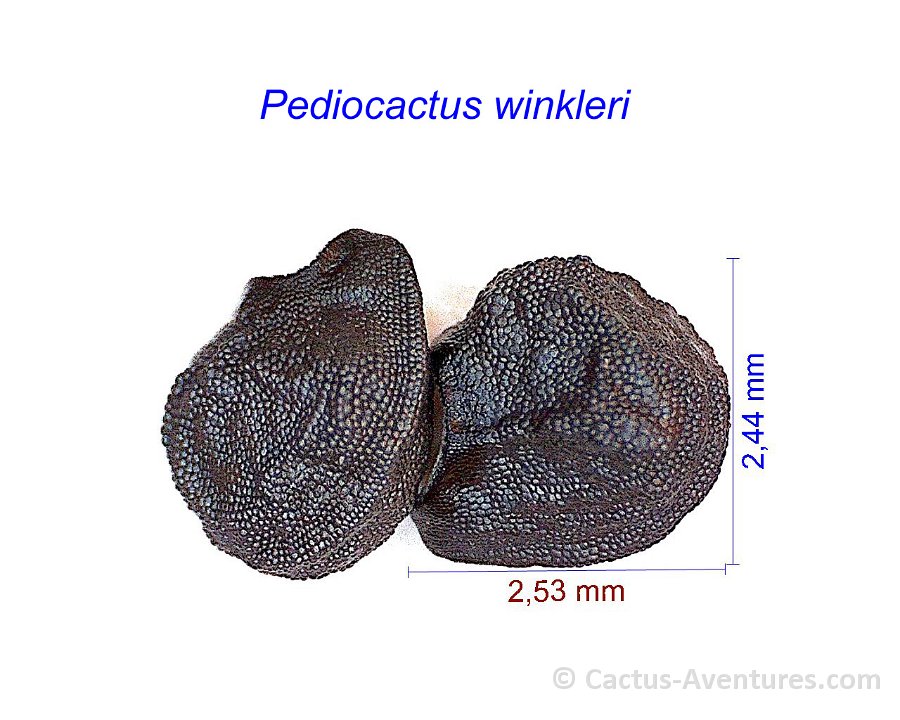 Pediocactus winkleri